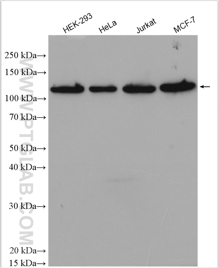 WB analysis using 29397-1-AP