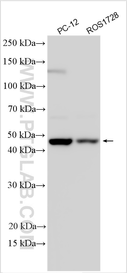 WB analysis using 25004-1-AP