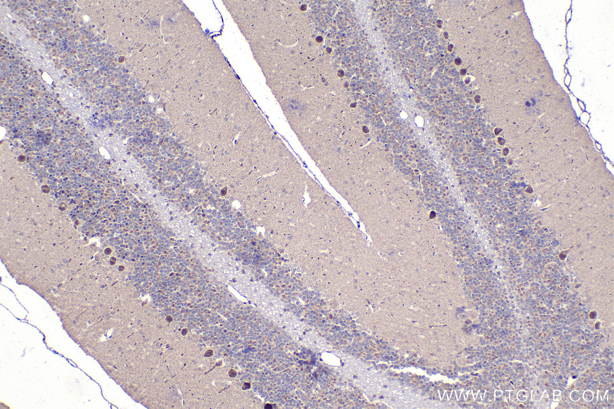 IHC staining of rat cerebellum using 21717-1-AP