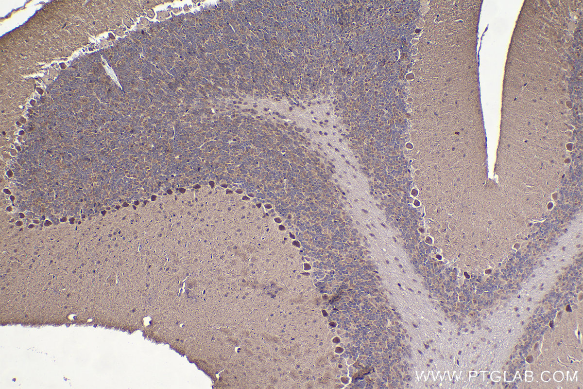 IHC staining of mouse cerebellum using 21717-1-AP