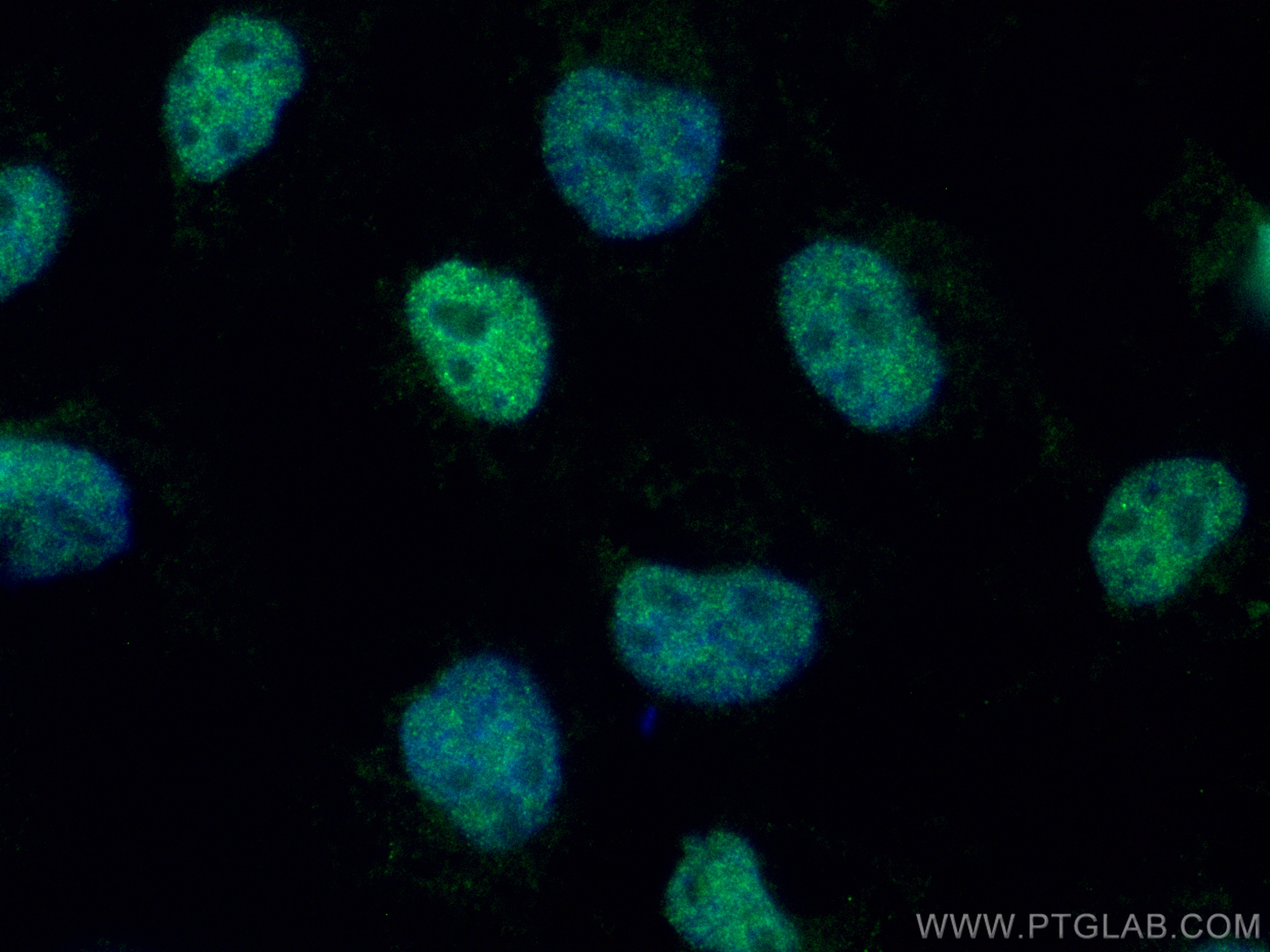 IF Staining of A431 using CL488-25214