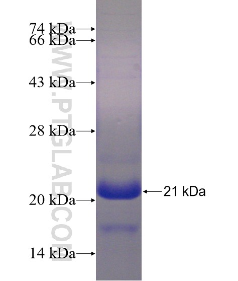 ZMAT5 fusion protein Ag23412 SDS-PAGE