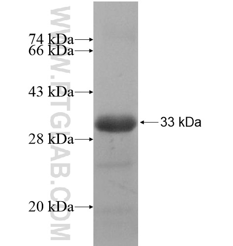 ZMYND19 fusion protein Ag14653 SDS-PAGE