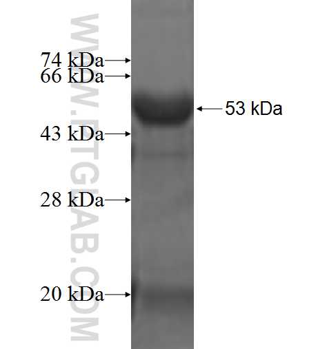 ZMYND19 fusion protein Ag3716 SDS-PAGE