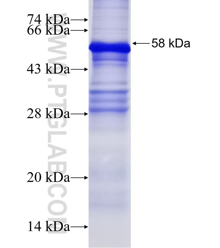 ZNF132 fusion protein Ag16142 SDS-PAGE