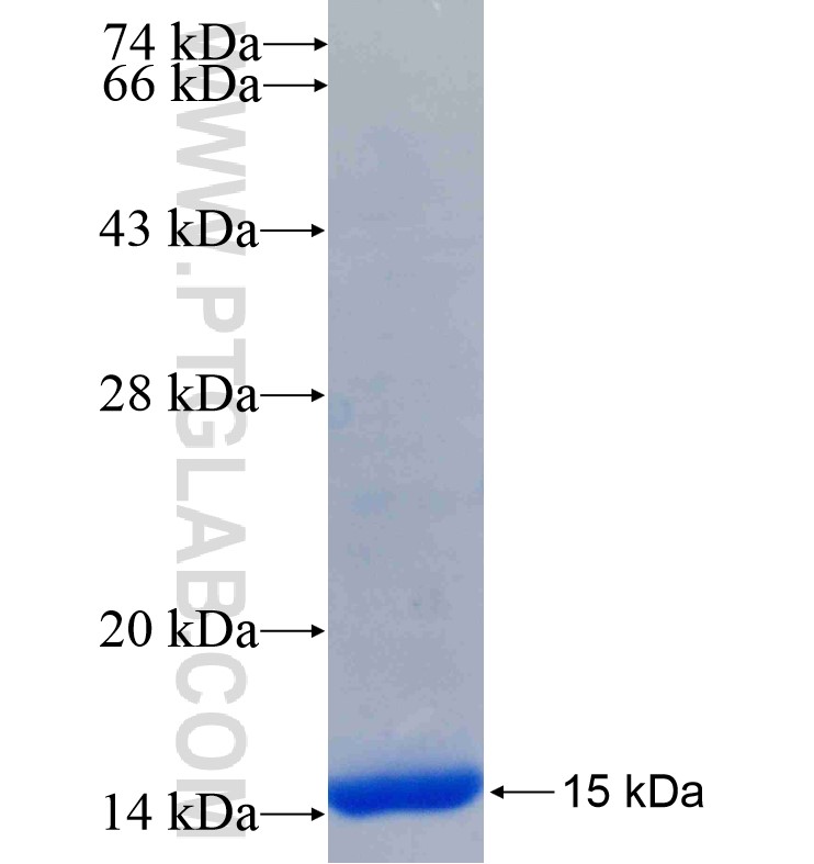 ZNF137 fusion protein Ag16865 SDS-PAGE