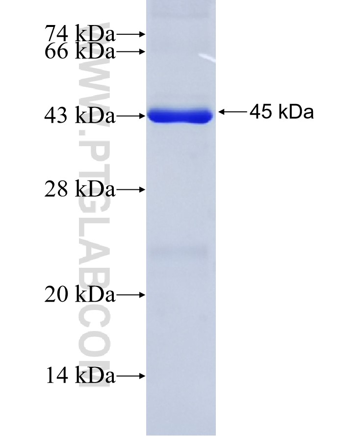 ZNF143 fusion protein Ag25762 SDS-PAGE