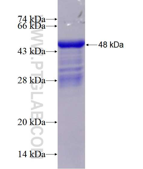 ZNF143 fusion protein Ag28497 SDS-PAGE