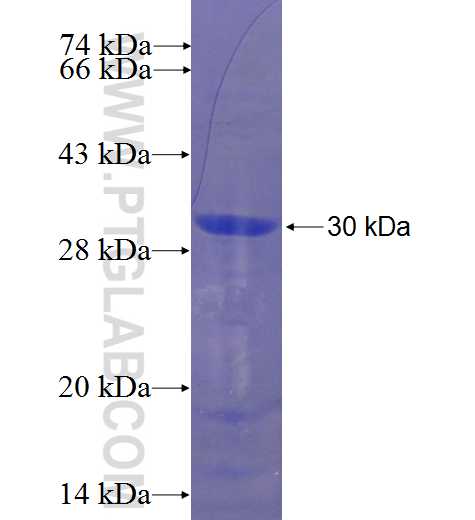 ZNF165 fusion protein Ag23355 SDS-PAGE