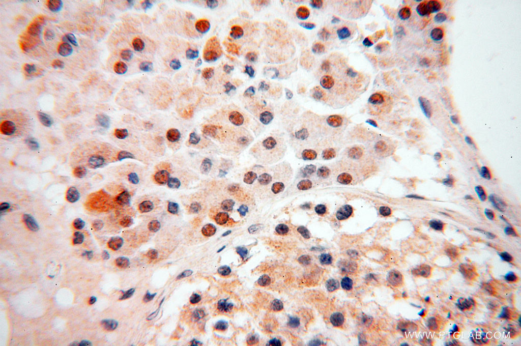 IHC staining of human testis using 18157-1-AP