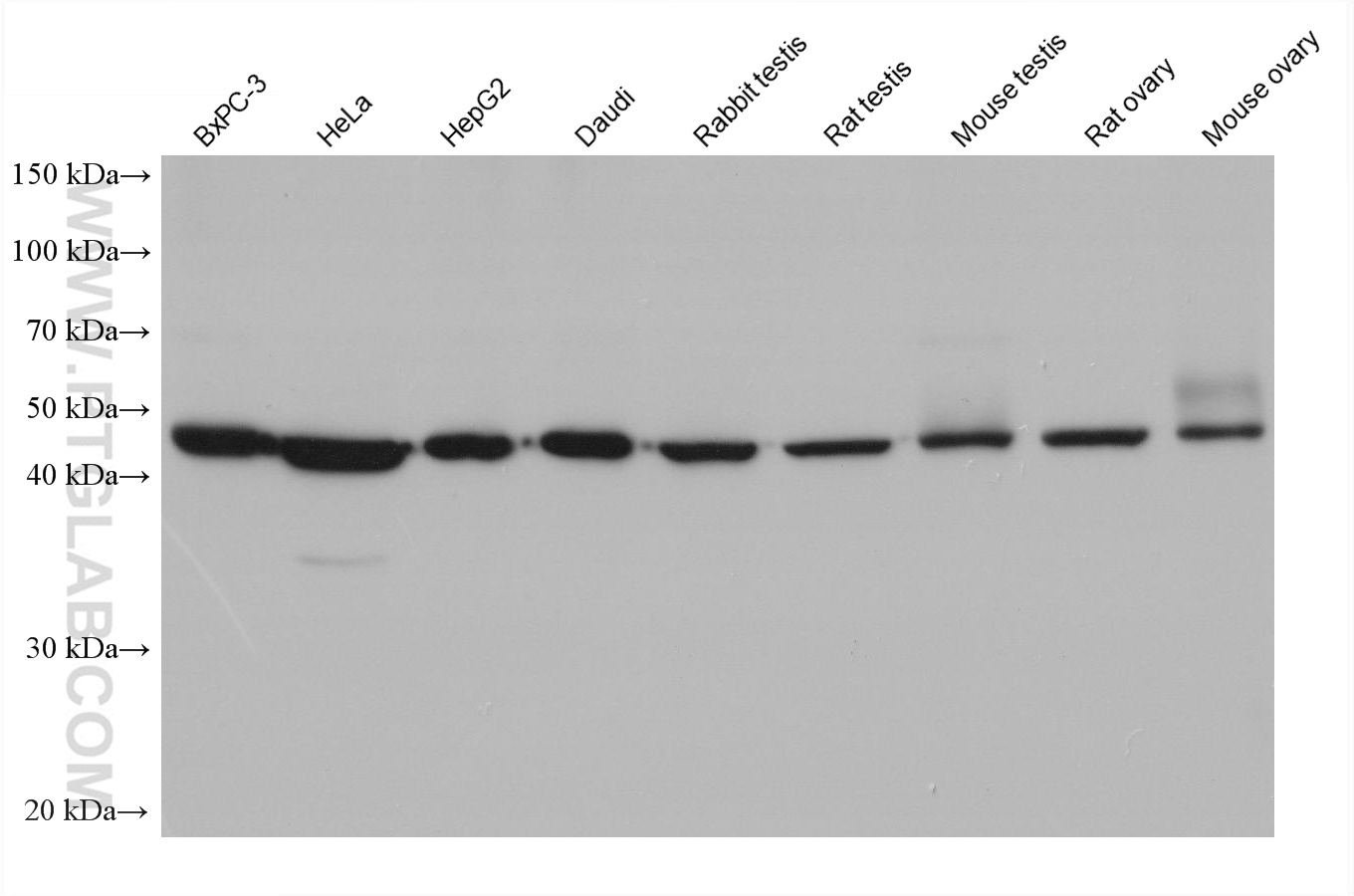 ZNF174