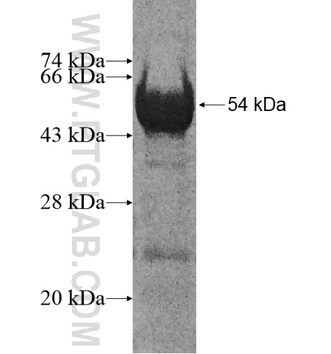 ZNF18 fusion protein Ag10854 SDS-PAGE