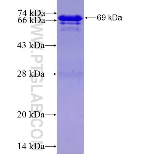 ZNF18 fusion protein Ag10897 SDS-PAGE