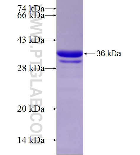 ZNF184 fusion protein Ag23322 SDS-PAGE