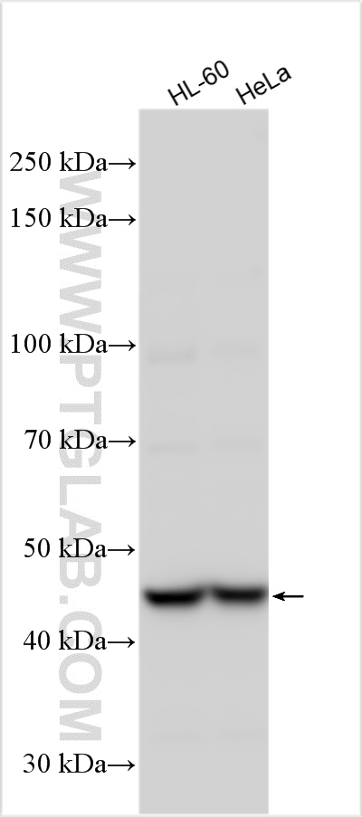 WB analysis using 26216-1-AP