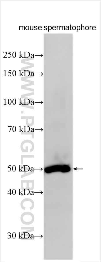 WB analysis of mouse spermatophore using 26216-1-AP