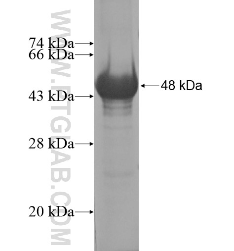 ZNF205 fusion protein Ag14320 SDS-PAGE