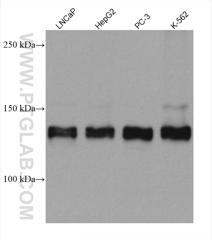 WB analysis using 67730-1-Ig