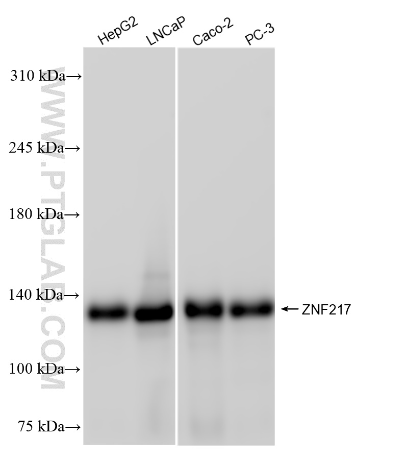 WB analysis using 84276-1-RR (same clone as 84276-1-PBS)