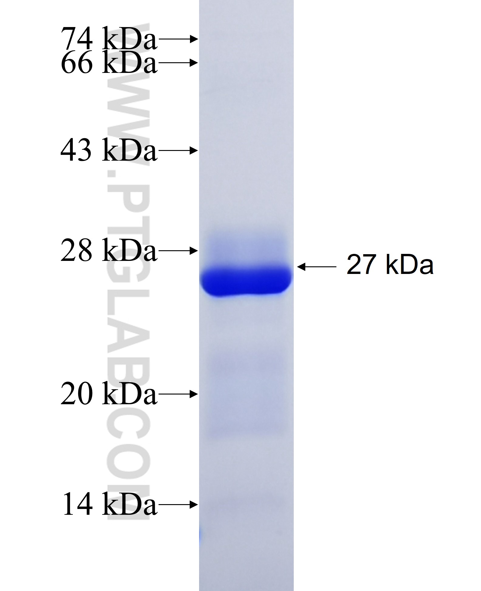 ZNF217 fusion protein Ag30124 SDS-PAGE