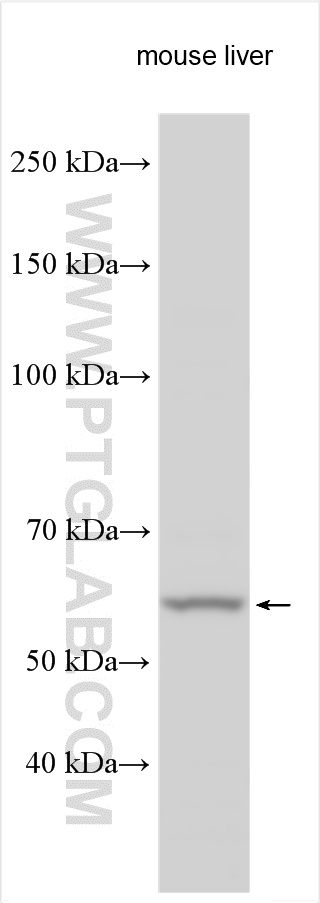 ZNF230