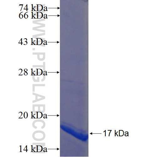 ZNF251 fusion protein Ag22393 SDS-PAGE