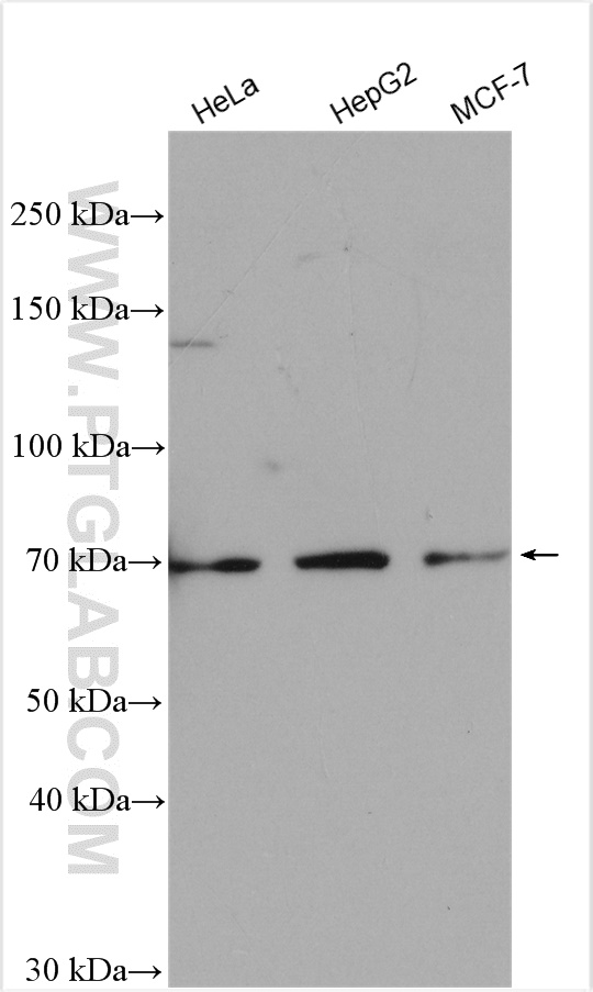 ZNF26