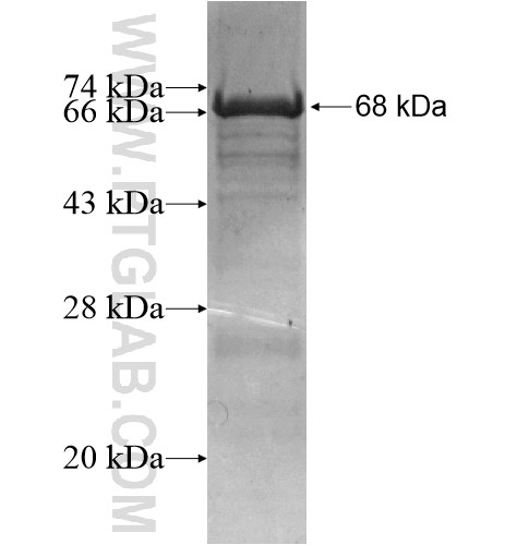 ZNF276 fusion protein Ag15479 SDS-PAGE