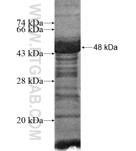 ZNF276 fusion protein Ag15488 SDS-PAGE