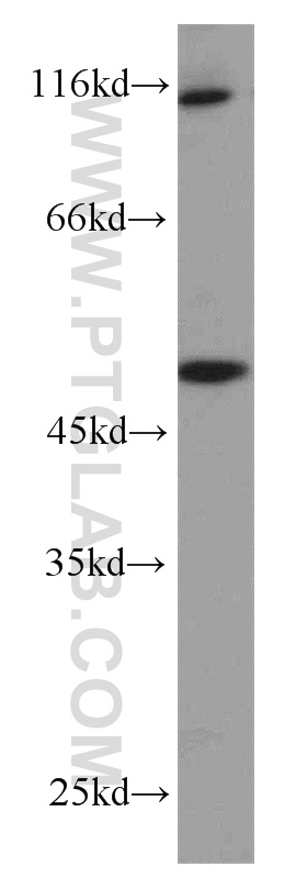 WB analysis of mouse ovary using 16950-1-AP