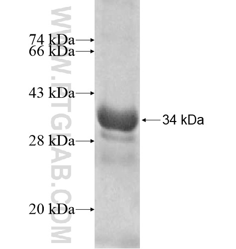 ZNF3 fusion protein Ag10662 SDS-PAGE