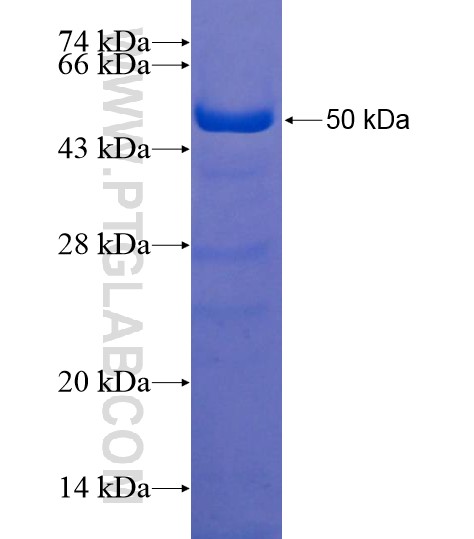 ZNF318 fusion protein Ag22019 SDS-PAGE