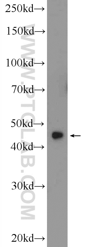 WB analysis of HEK-293 using 24882-1-AP