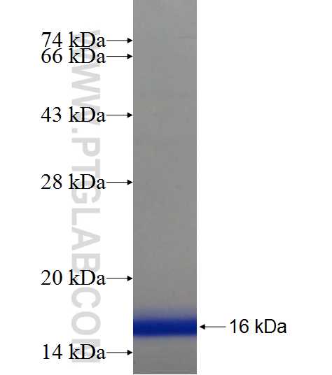 ZNF320 fusion protein Ag21688 SDS-PAGE