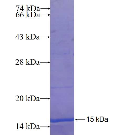 ZNF322A fusion protein Ag22373 SDS-PAGE