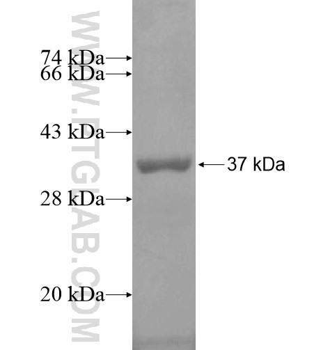 ZNF324 fusion protein Ag15170 SDS-PAGE