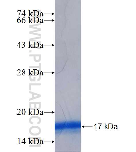 ZNF331 fusion protein Ag23890 SDS-PAGE