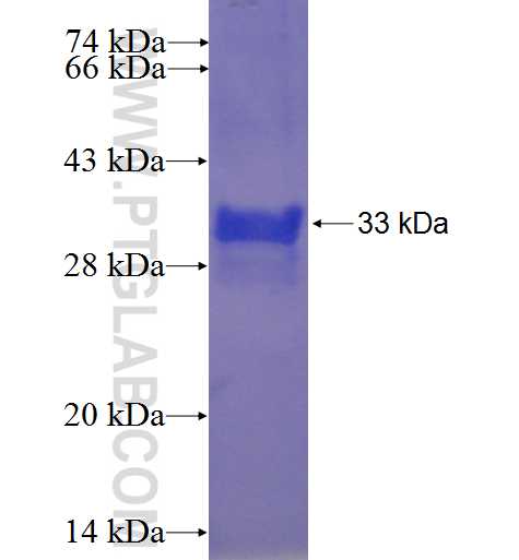 ZNF331 fusion protein Ag24110 SDS-PAGE