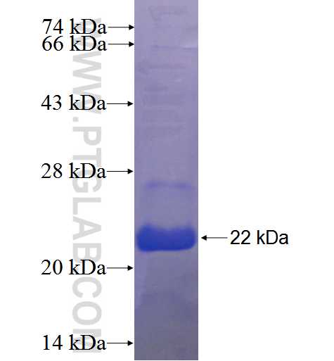 ZNF333 fusion protein Ag23922 SDS-PAGE