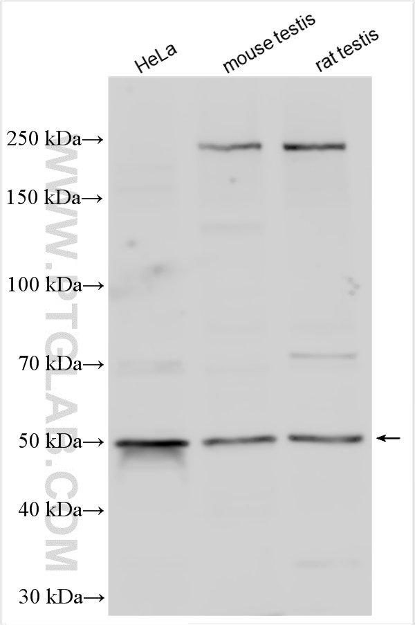 WB analysis using 16935-1-AP