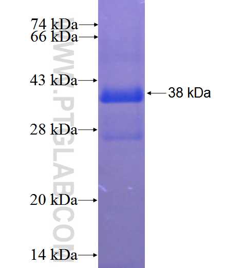 ZNF350 fusion protein Ag23982 SDS-PAGE