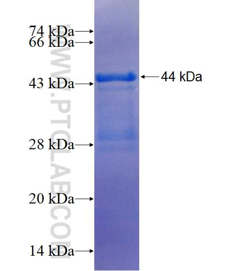 ZNF367 fusion protein Ag23263 SDS-PAGE