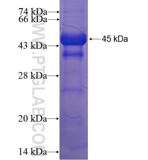 ZNF438 fusion protein Ag23654 SDS-PAGE