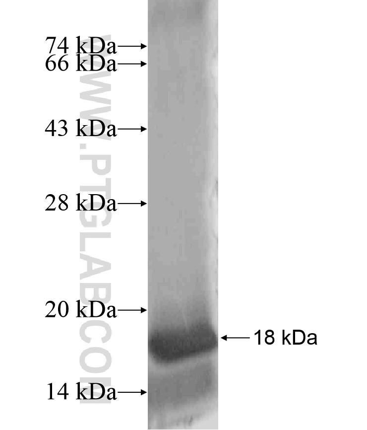 ZNF460 fusion protein Ag18144 SDS-PAGE