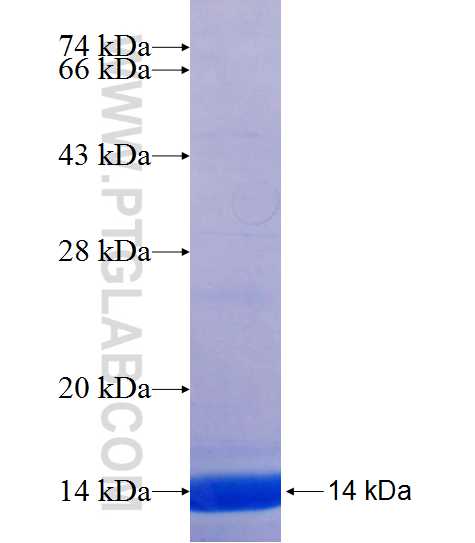 ZNF468 fusion protein Ag24001 SDS-PAGE