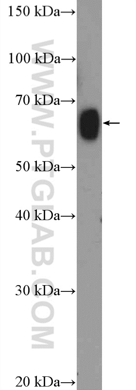 WB analysis of rat testis using 26134-1-AP