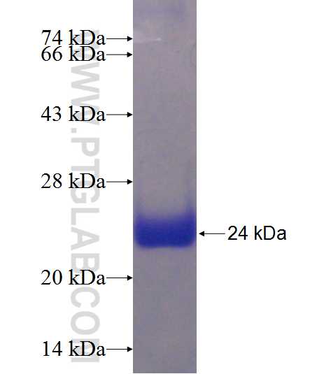 ZNF470 fusion protein Ag23450 SDS-PAGE