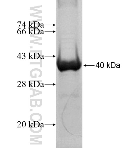 ZNF485 fusion protein Ag15297 SDS-PAGE