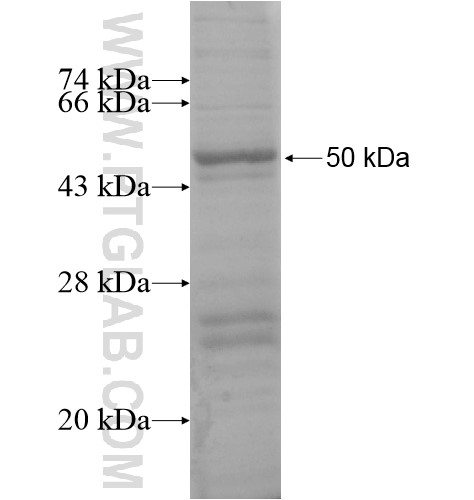 ZNF486 fusion protein Ag14567 SDS-PAGE