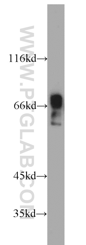 WB analysis of NIH/3T3 using 20900-1-AP